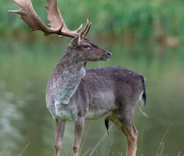 bob-brewer-mgmYT–luOg-unsplash Mature fallow deer buck standing near water, displaying wide palmate antlers and strong genetic traits.
