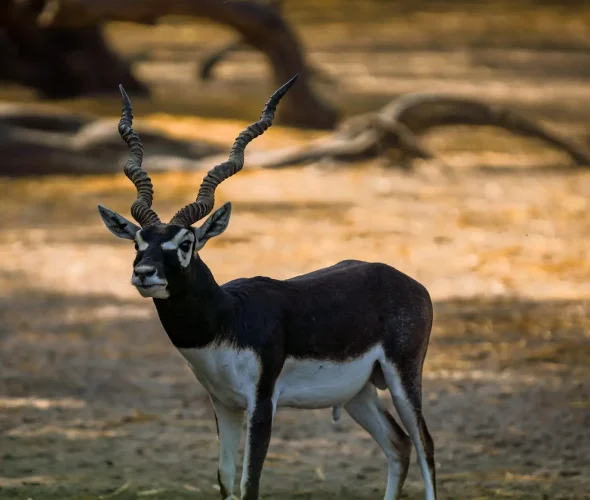 Blackbuck antelope standing in a natural habitat, showing spiral horns and distinctive black-and-white markings.