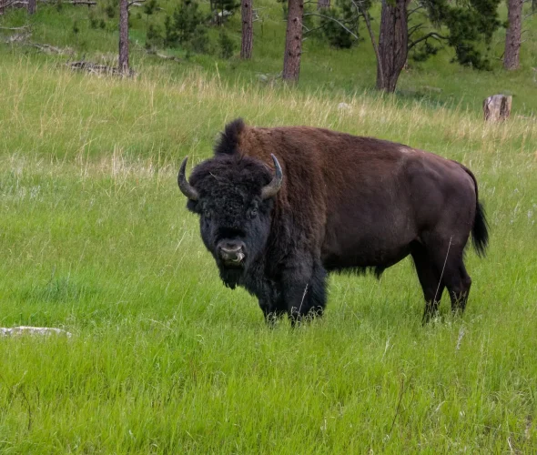 American bison standing in a grassy pasture, representing strong genetics and well-managed exotic livestock.